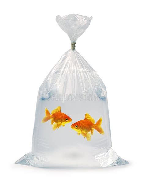 fake goldfish in a bag|realistic fake goldfish.